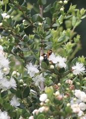 Callisphyris macropus