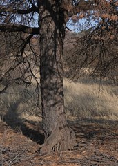 Vachellia luederitzii