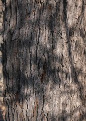 Vachellia luederitzii