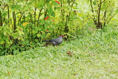 Pterorhinus mitratus