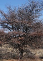 Vachellia luederitzii