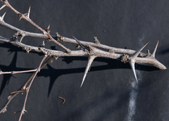 Vachellia luederitzii