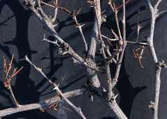 Vachellia luederitzii