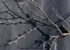 Vachellia luederitzii
