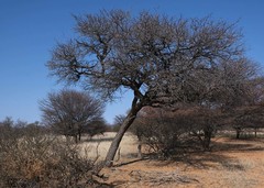 Vachellia luederitzii