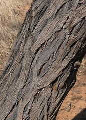 Vachellia luederitzii