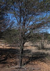 Vachellia luederitzii
