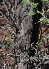 Vachellia luederitzii