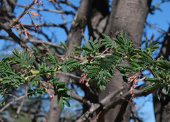 Vachellia luederitzii