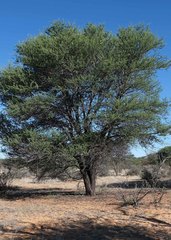 Vachellia luederitzii