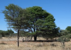 Vachellia luederitzii