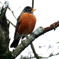 Turdus migratorius