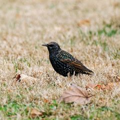 Sturnus vulgaris