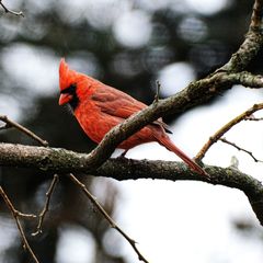 Cardinalis cardinalis