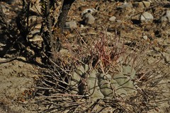 Thelocactus hexaedrophorus
