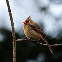 Cardinalis cardinalis