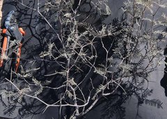 Vachellia haematoxylon