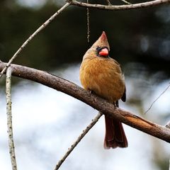 Cardinalis cardinalis