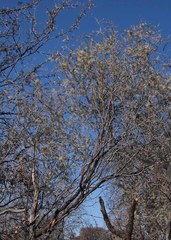 Vachellia haematoxylon