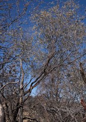 Vachellia haematoxylon