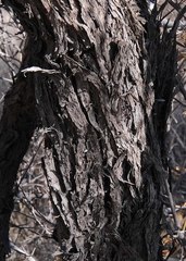 Vachellia haematoxylon