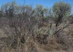 Vachellia haematoxylon