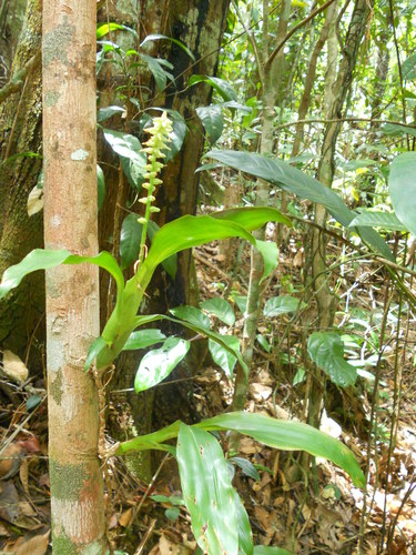 Lymania smithii