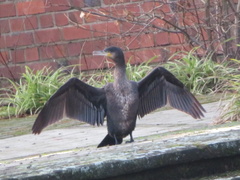 Phalacrocorax carbo