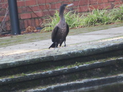 Phalacrocorax carbo