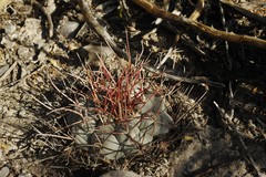 Thelocactus hexaedrophorus