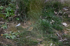 Phylloscopus collybita