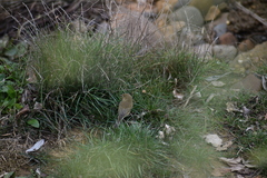 Phylloscopus collybita