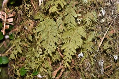 Hymenophyllum capillare