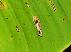 Drapetodes mitaria