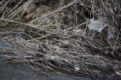 Phylloscopus collybita