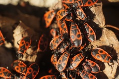 Pyrrhocoris apterus