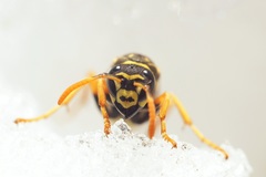 Polistes dominula