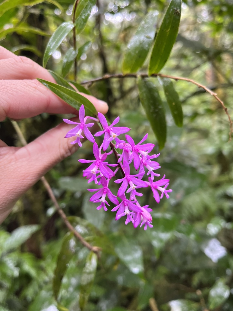 Epidendrum aberrans