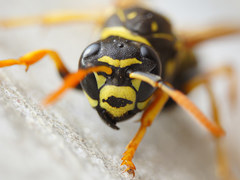 Polistes dominula