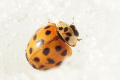 Harmonia axyridis