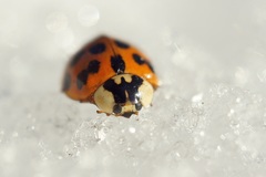 Harmonia axyridis