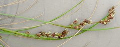 Coleochloa setifera