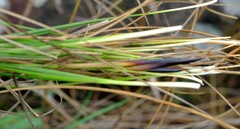 Coleochloa setifera