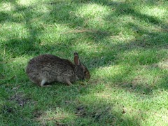 Sylvilagus floridanus