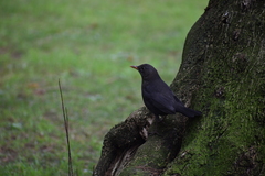 Turdus merula