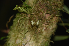 Angraecum crassifolium image
