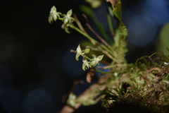 Angraecum crassifolium image