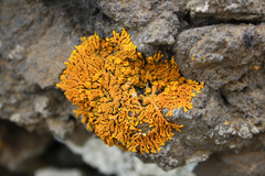 Xanthoria resendei