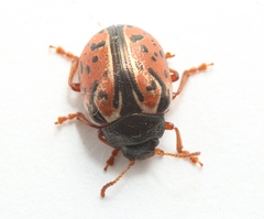 Calligrapha spiraeae