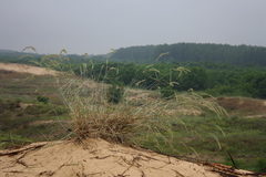 Agropyron dasyanthum